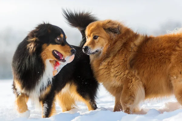 Två hundar leker i snön — Stockfoto