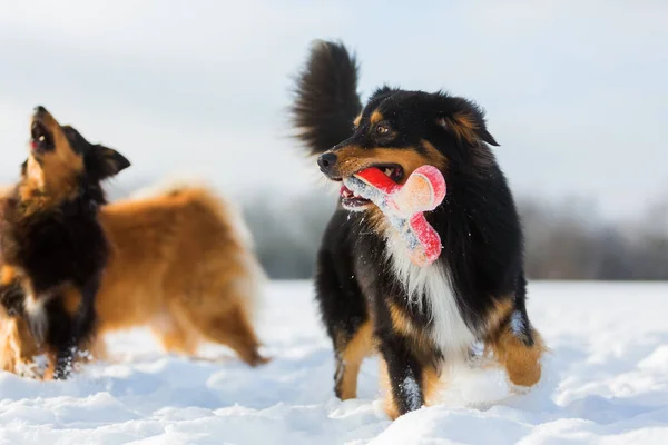 Cães brincando na neve — Fotografia de Stock