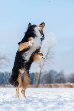 Karda köpek kış manzara içinde atlar