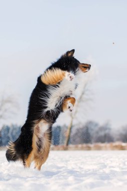 Karda köpek kış manzara içinde atlar