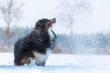 köpek bir kar siste