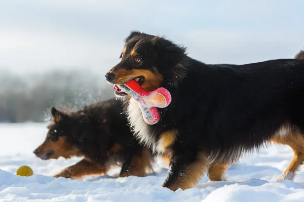 Dwa psy bawiące się w śniegu — Zdjęcie stockowe