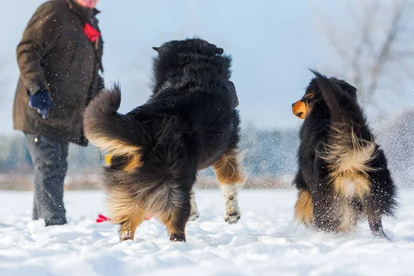 Mannen med hundar i snö — Stockfoto