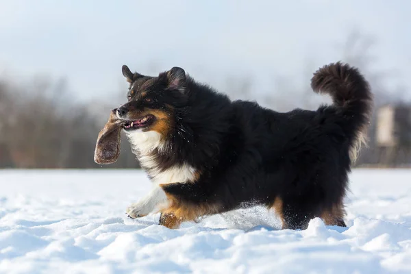 Pes s dárek běží na sněhu — Stock fotografie