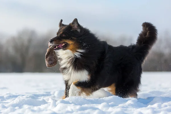 Hond met traktatie tas uitgevoerd in de sneeuw — Stockfoto