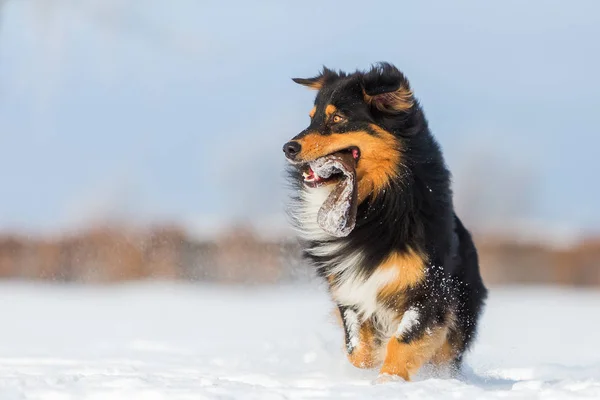 Cão com saco de deleite correndo na neve — Fotografia de Stock