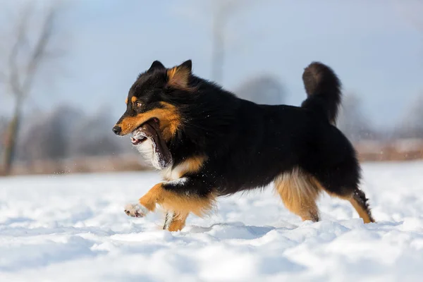 Cão com saco de deleite correndo na neve — Fotografia de Stock