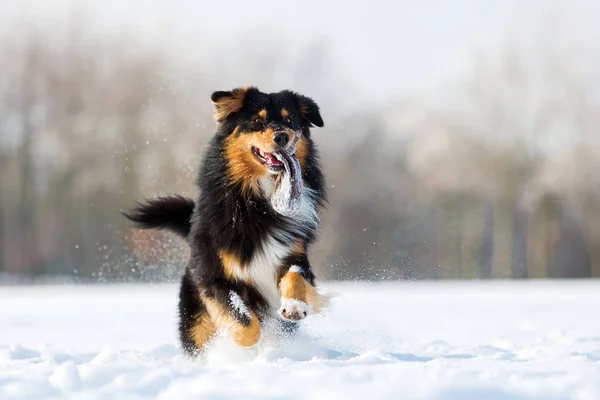 Hund med treat väska i nosen i snö — Stockfoto