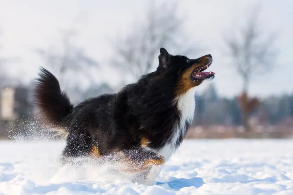 Perro quiere saltar en la nieve — Foto de Stock
