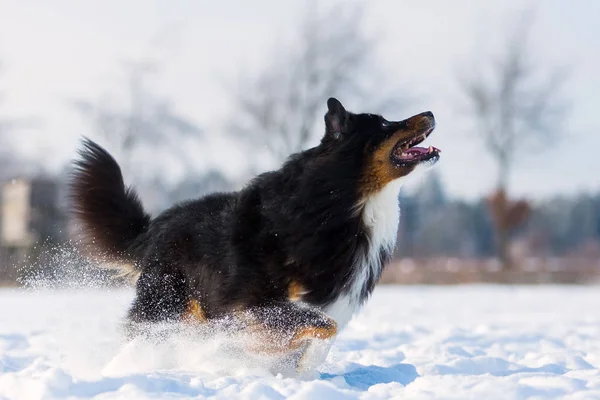 Dog wants to jump in the snow — Stock Photo, Image