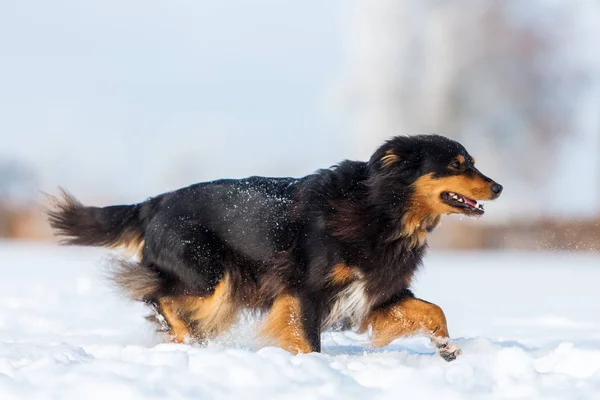 Hund promenader i snön — Stockfoto