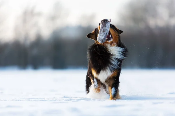 Hund med treat väska i nosen i snö — Stockfoto