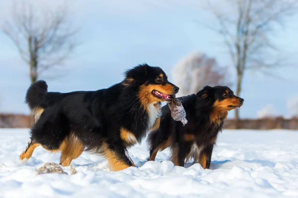 Dois cães na neve — Fotografia de Stock