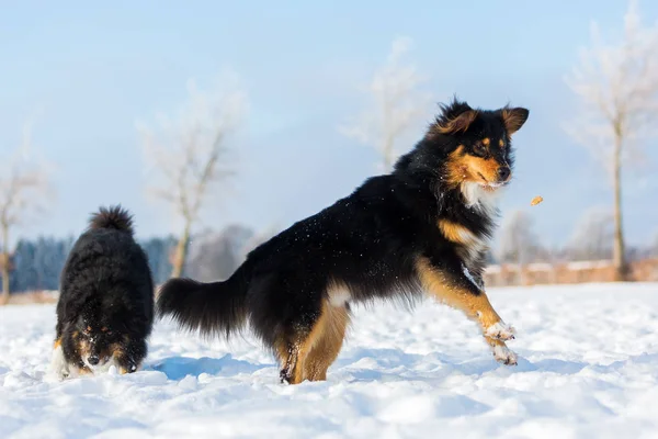 Pies w śniegu, skoki na leczeniu — Zdjęcie stockowe
