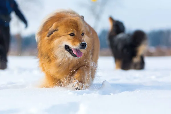 Perro con otros en la nieve — Foto de Stock