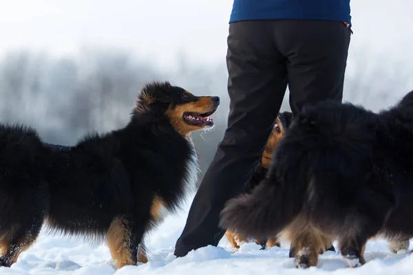 Mujer juega con perros en la nieve —  Fotos de Stock