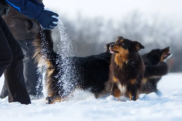 Personas jugando con perros en la nieve —  Fotos de Stock