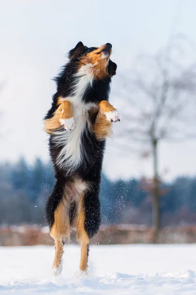 Hund i vinterlandskap hoppar i snön — Stockfoto