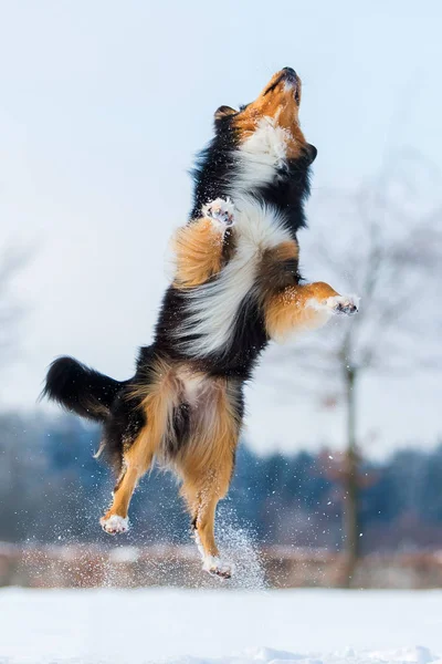 Cão na paisagem de inverno salta na neve — Fotografia de Stock