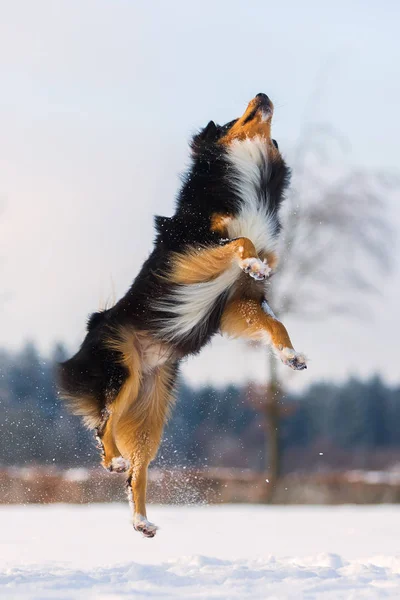 Hund i vinterlandskap hoppar i snön — Stockfoto