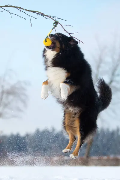 Cão na neve pulando para uma bola — Fotografia de Stock