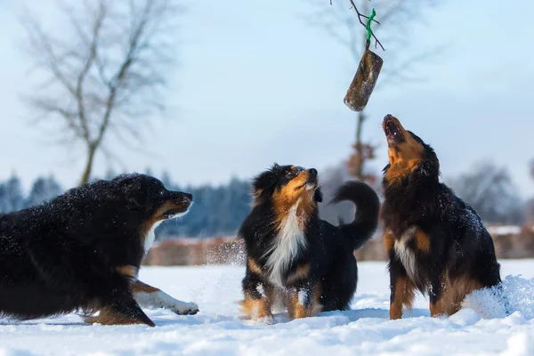 Tres perros en la nieve — Foto de Stock