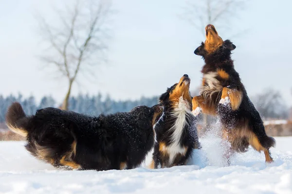 Drei Hunde im Schnee — Stockfoto