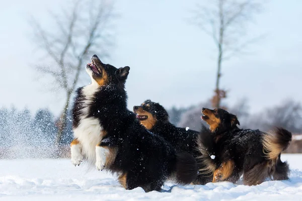 Tre hundar ha kul i snön — Stockfoto