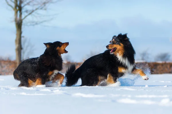 Дві собаки на снігу — стокове фото
