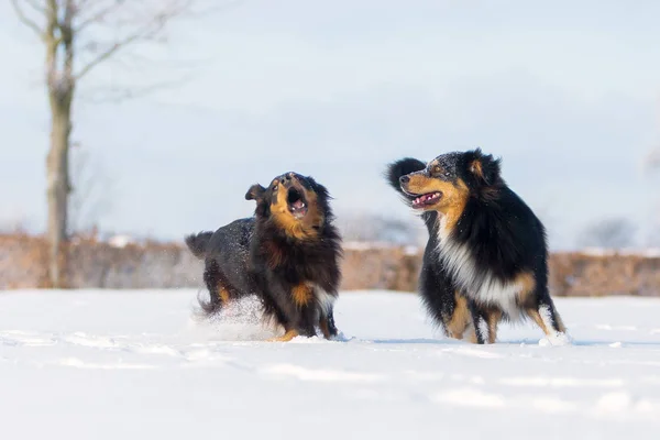 Zwei Hunde im Schnee — Stockfoto