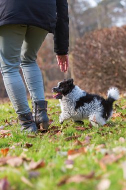 açık havada bir Elo köpekle kişi oynuyor