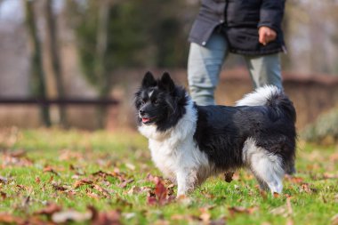 kişi ile bir Elo köpek
