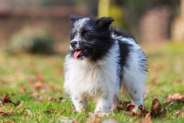 Elo köpek yürümek çayır on
