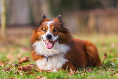 bir Elo köpek portresi