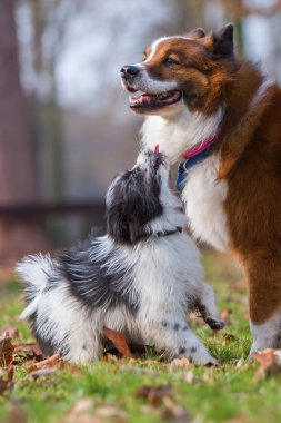 Elo köpek ve açık havada oynayan köpek