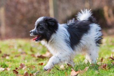 Elo köpek yürümek çayır on