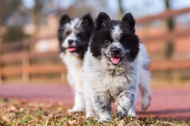 ülke yol üzerinde iki Elo kukla