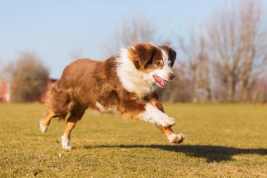 eski Avustralya çoban köpeği çayır üzerinde çalışır