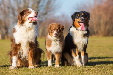 çayır üzerinde oturan üç Avustralya çoban köpeği