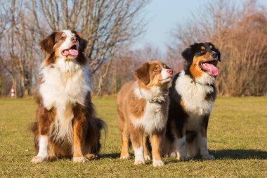 çayır üzerinde oturan üç Avustralya çoban köpeği