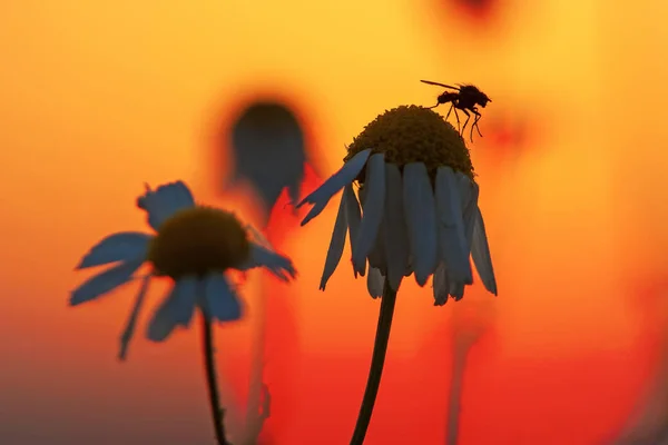 Vliegen zittend op kamille bloesem bij zonsondergang — Stockfoto