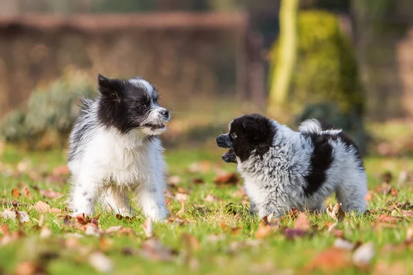 Twee Elo puppies scuffle op de weide — Stockfoto