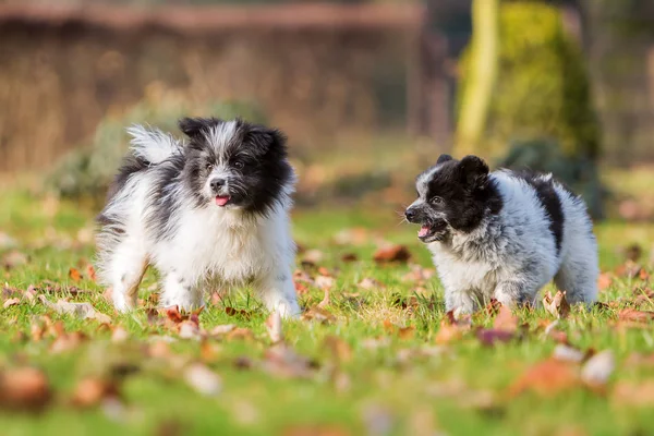 Zwei elo Welpen spielen im Freien — Stockfoto