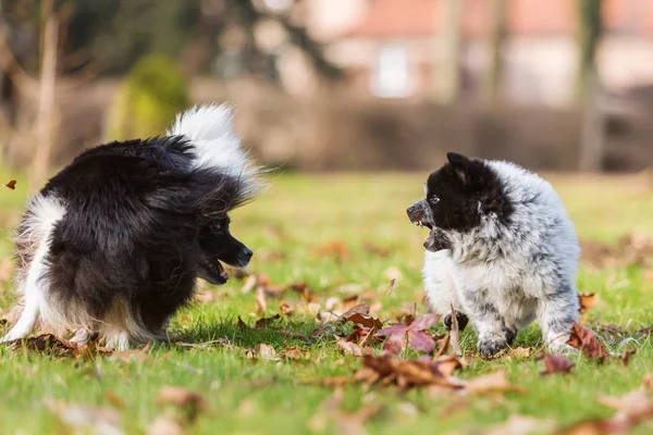 Elo filhote de cachorro com sua mãe no prado — Fotografia de Stock