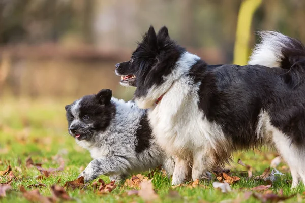 Elo cachorro brincando com a mãe — Fotografia de Stock