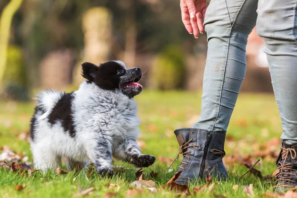 Person spielt mit einem elo Welpen im Freien — Stockfoto