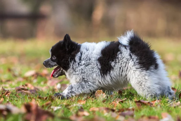 Elo puppy walking on the meadow — Stock Photo, Image
