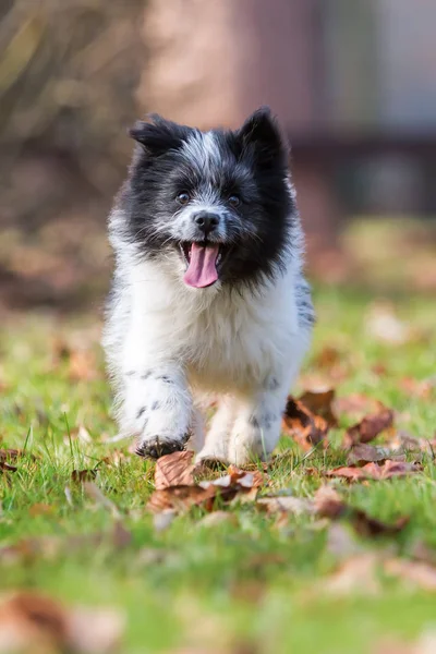 ELO pup uitgevoerd op de weide — Stockfoto