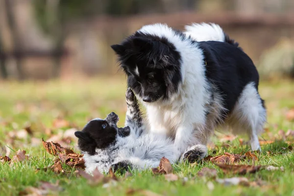 Annesi ile oynarken Elo köpek yavrusu — Stok fotoğraf