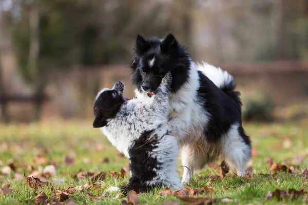 Elo cachorro brincando com a mãe — Fotografia de Stock